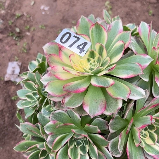 雪***邱多肉植物一个海鲜074