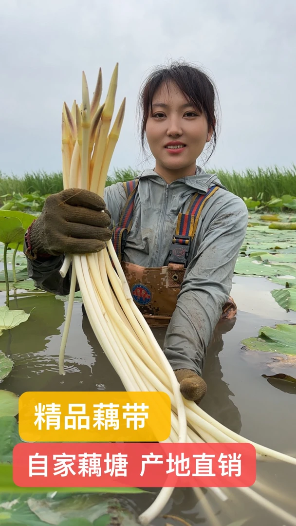 顺丰包邮洪湖新鲜藕带藕尖现挖现发脆嫩爽口湖北特产