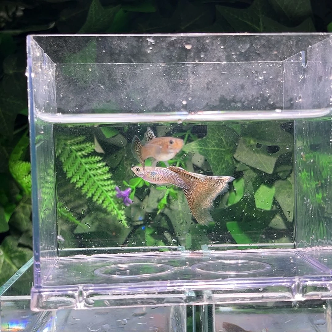 孔雀鱼黄蕾丝孔雀鱼1对