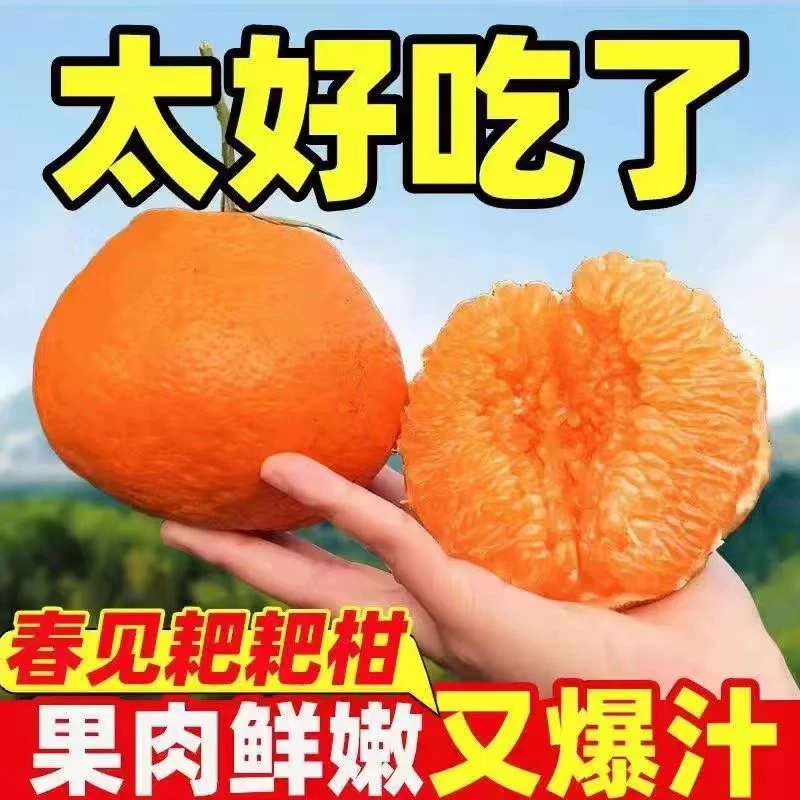 【产地直发】四川春见耙耙柑净重4.5斤带箱5斤新鲜水果彩箱产地直发