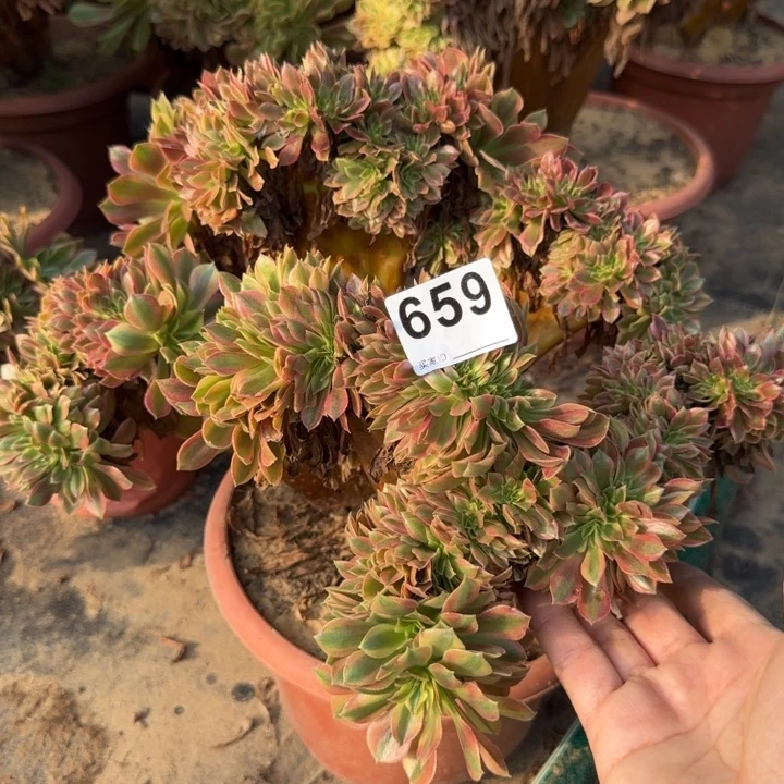 五彩斑斓法师锦缀化659