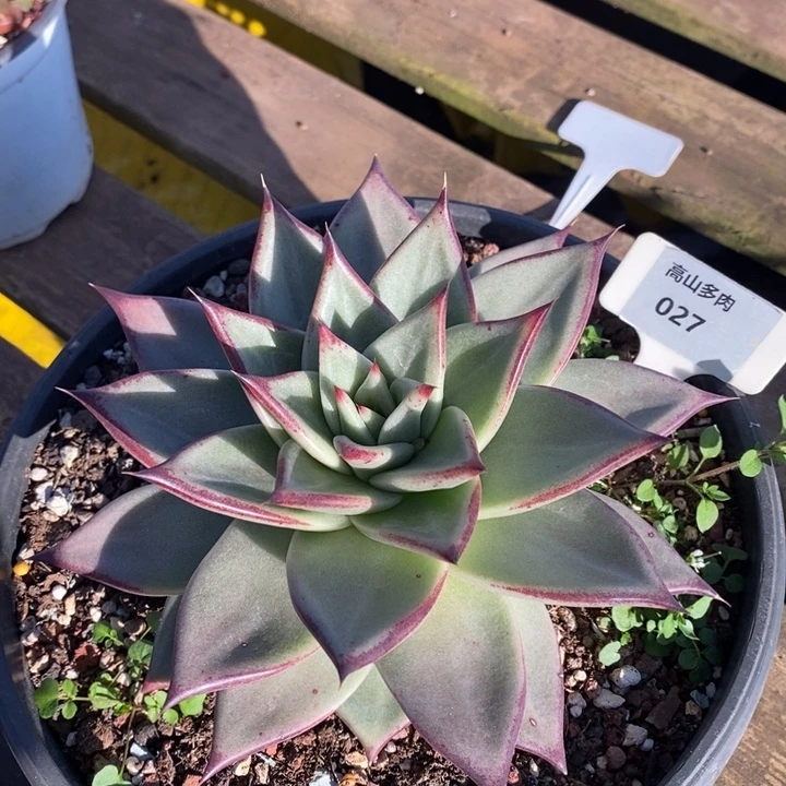 D027- 直播福利 乌木