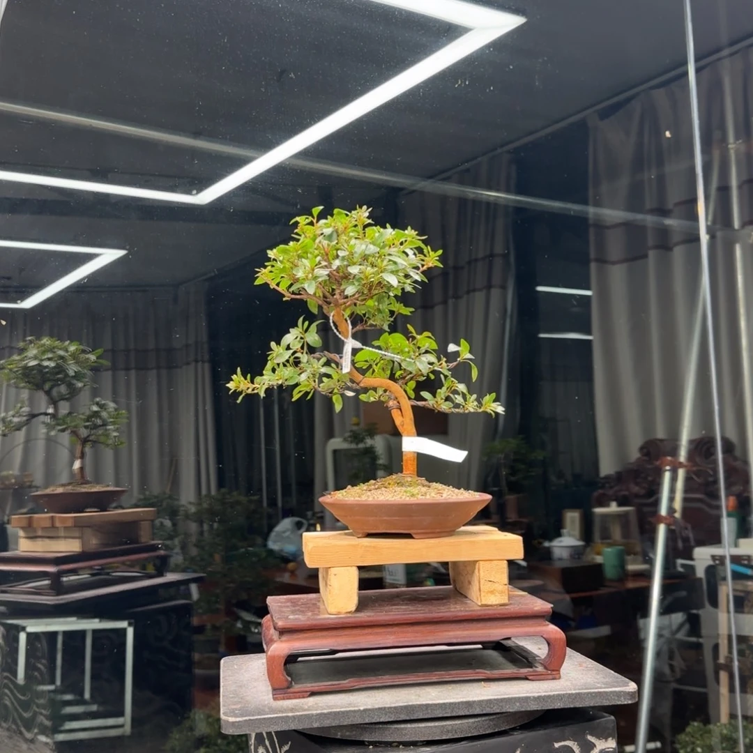 杰***杰无花朵花卉苗木花卉苗木