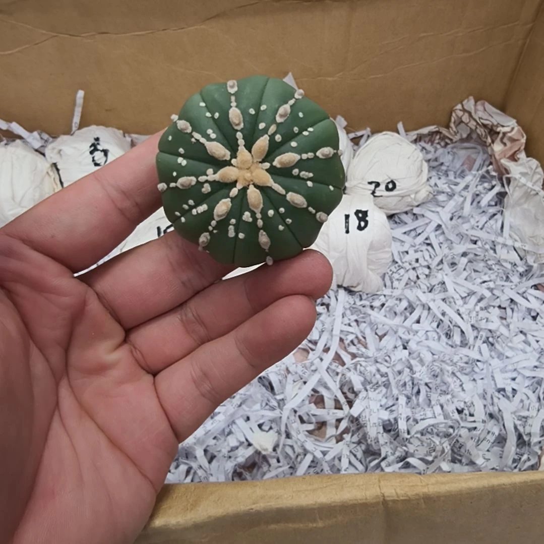 海星体连线目玉琉璃