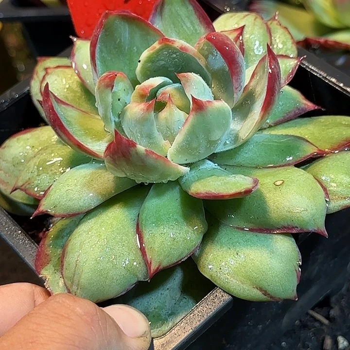 外翻拉丝惊鸿一物一拍包装收缩花旱226