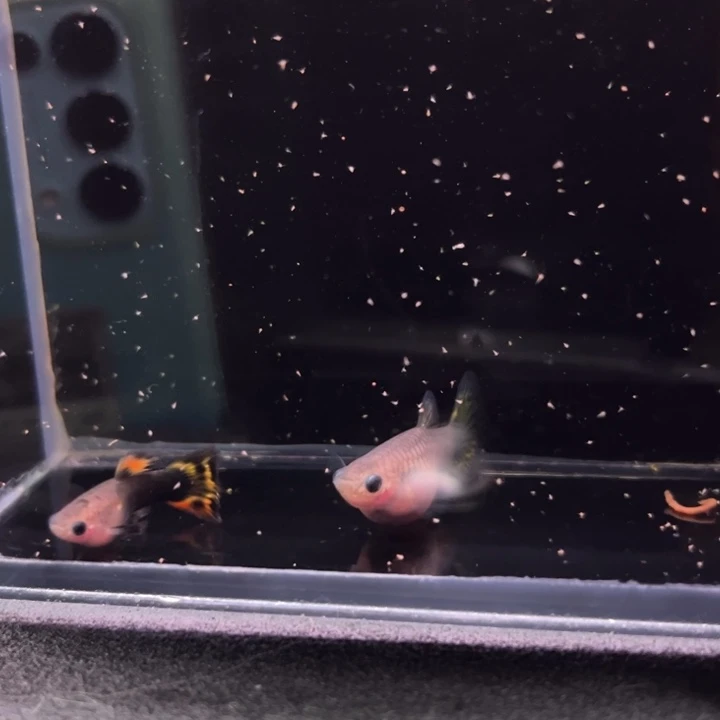 孔雀鱼金葵花玻璃猫大耳朵1对