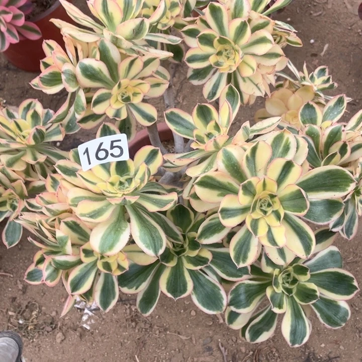 @****…165多肉植物燕姿锦