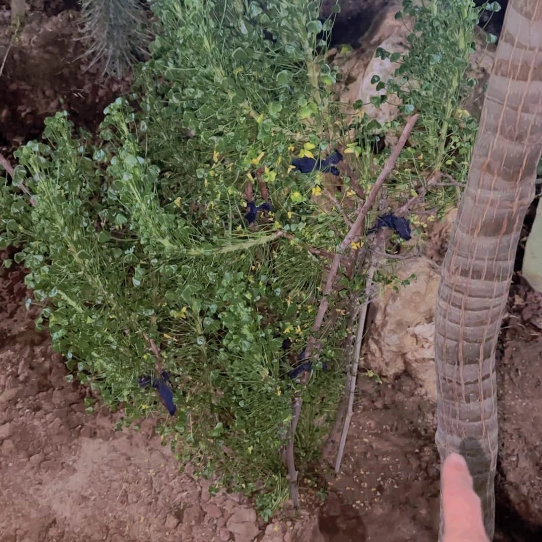 ?****人块根植物块根植物