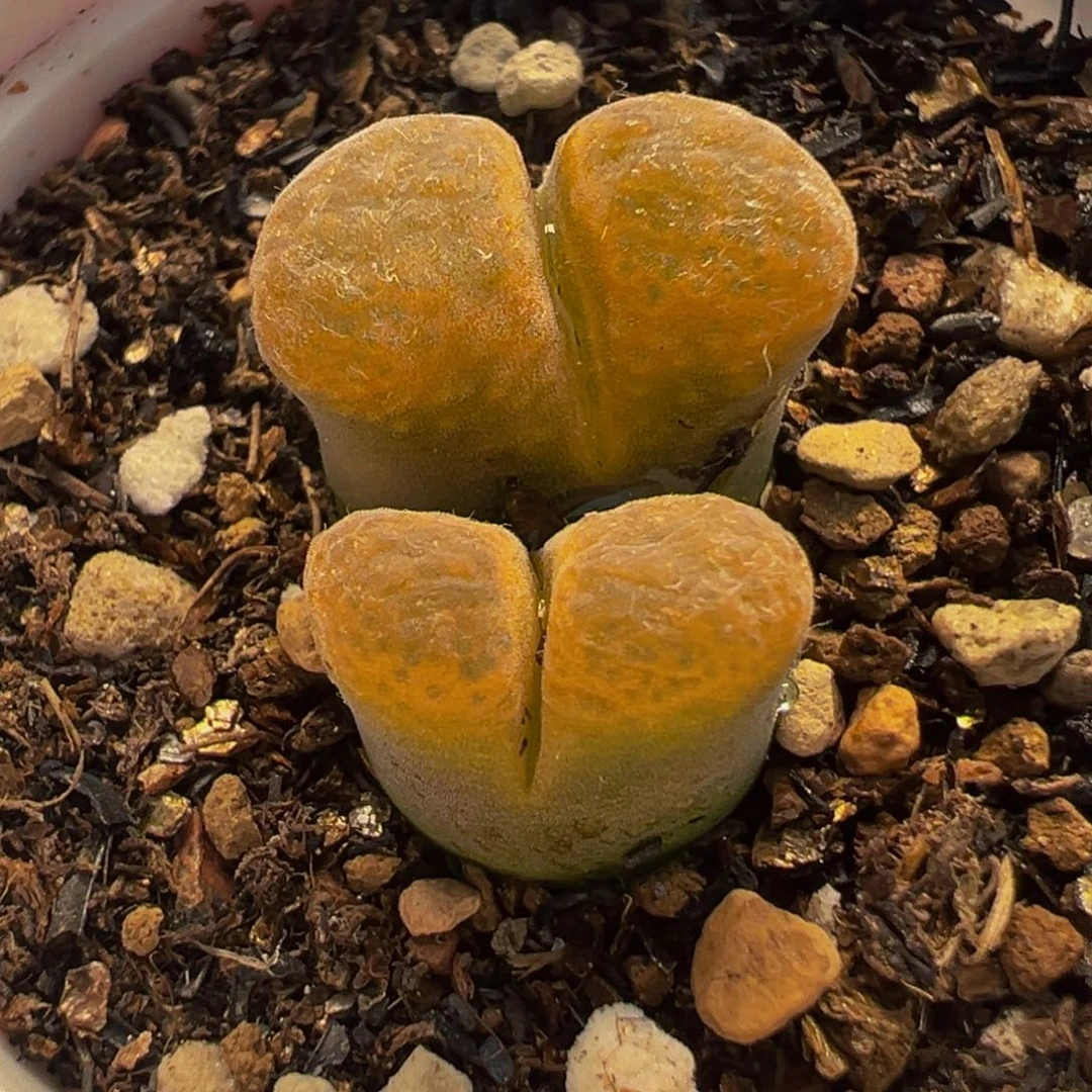 751多肉植物种类多样