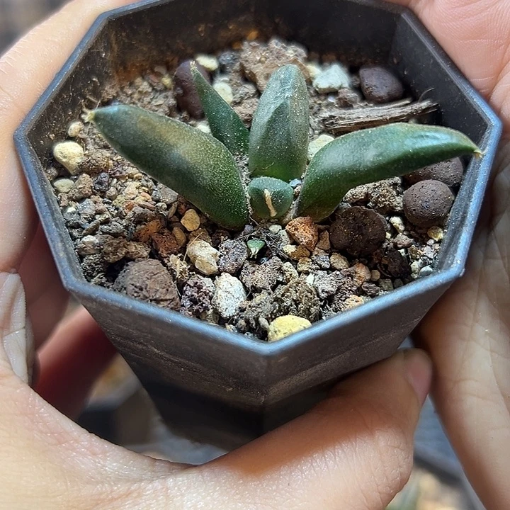 实生蛋尤4公分1颗