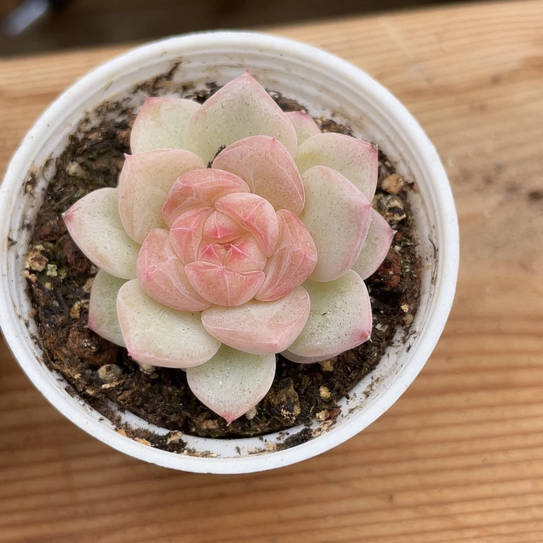 早*睡优选珍妮福利355