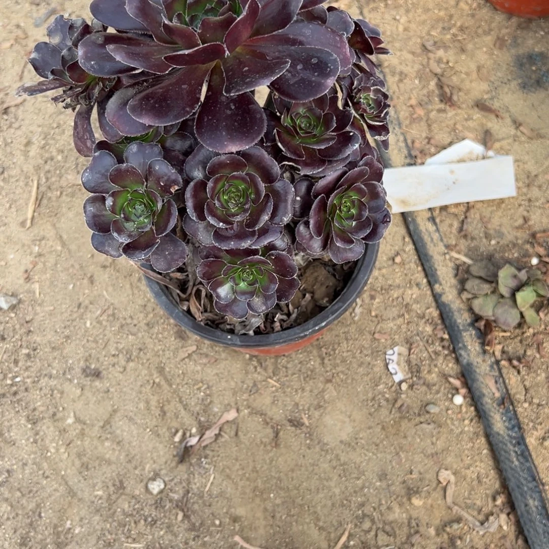 刘***美926黑玫瑰多肉植物法师多肉