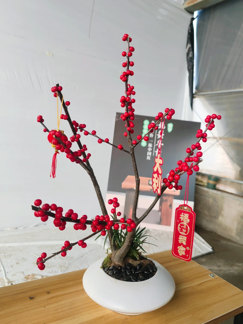中国红年宵花北美冬青桌面款盆景造型冬季耐寒花卉高品质居家办公