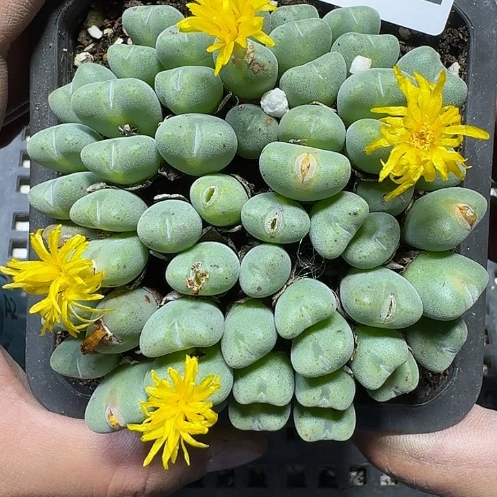 252 多肉植物多肉植物