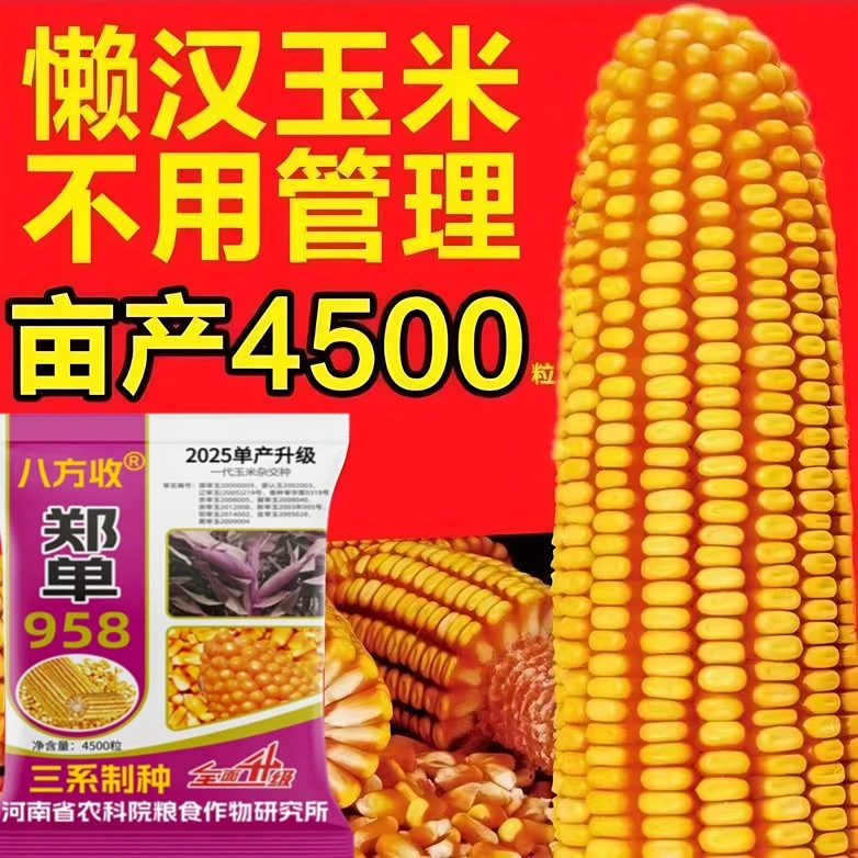 郑单958国审高产玉米种子厂家发货【李】