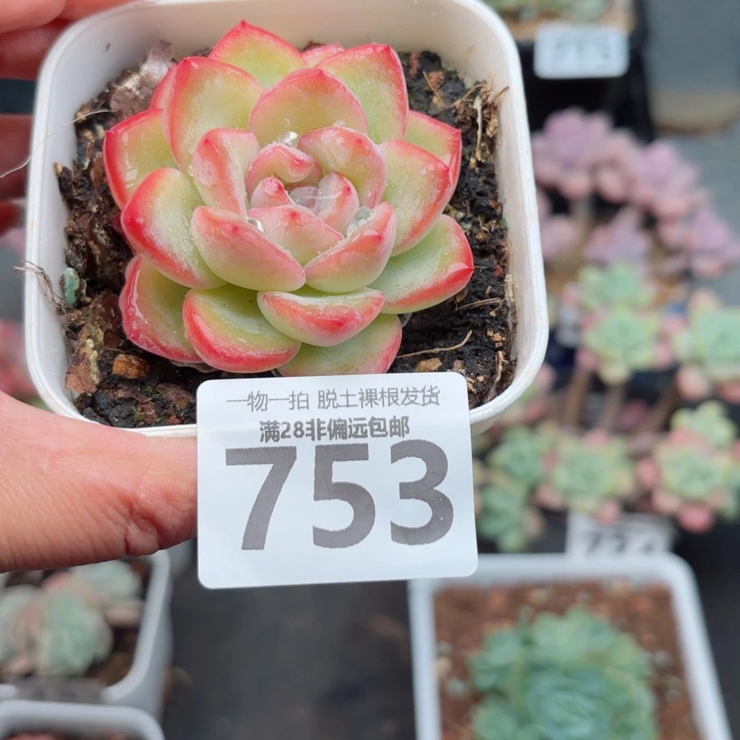 泡芙单头无盆土发货