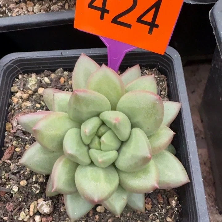 米其林一物一拍424