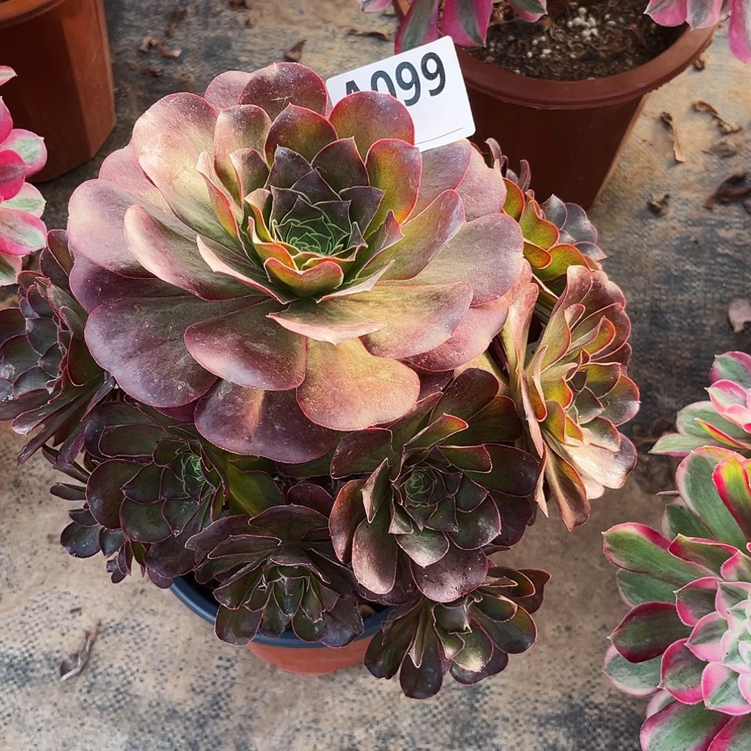 断枝媚金玫瑰099多肉