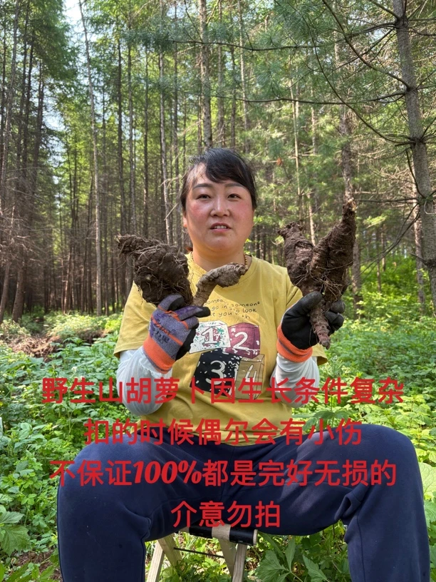 东北野生山胡萝卜 山地瓜 沙参 现挖现卖 新鲜