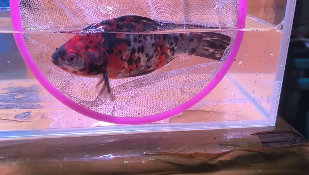 金鱼品相自鉴全场包邮