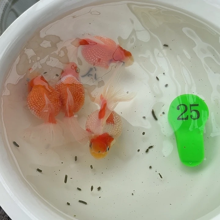 金鱼包邮包活到家