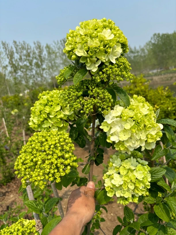 中华木绣球大花斗球盆栽地栽高端庭院花卉绿植