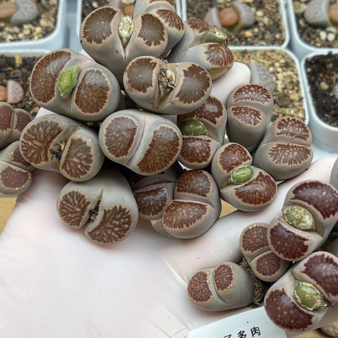 2114号一首好看的红窗菊母本