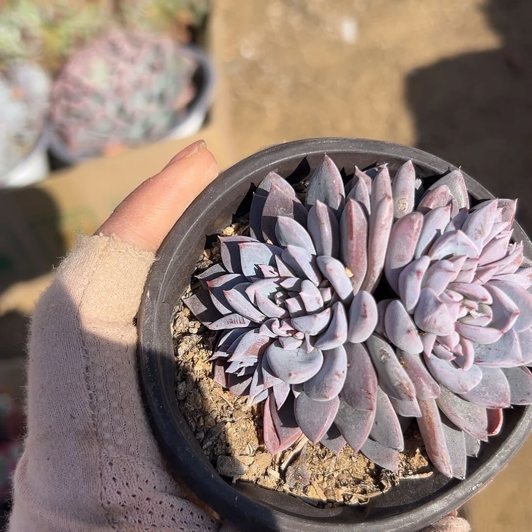 多肉植物露露群生