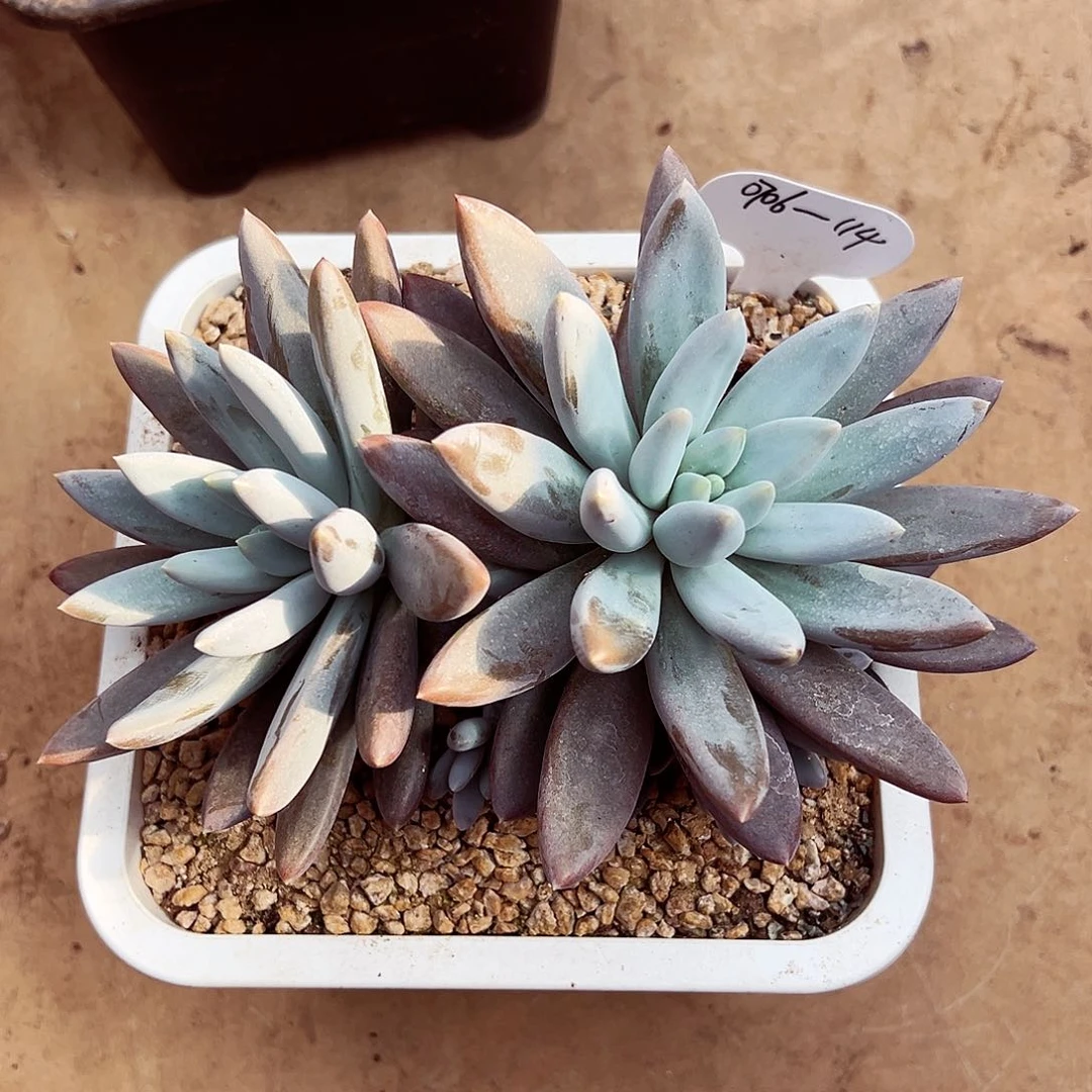 0706-114哥特萝莉群