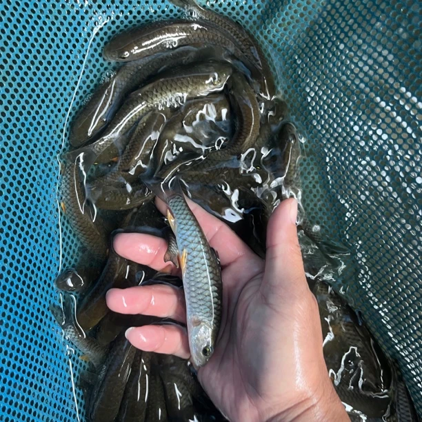 军鱼爱跳粗鳞光倒刺鲃青竹鲩黄娟坑坚原生淡水养殖观赏鱼