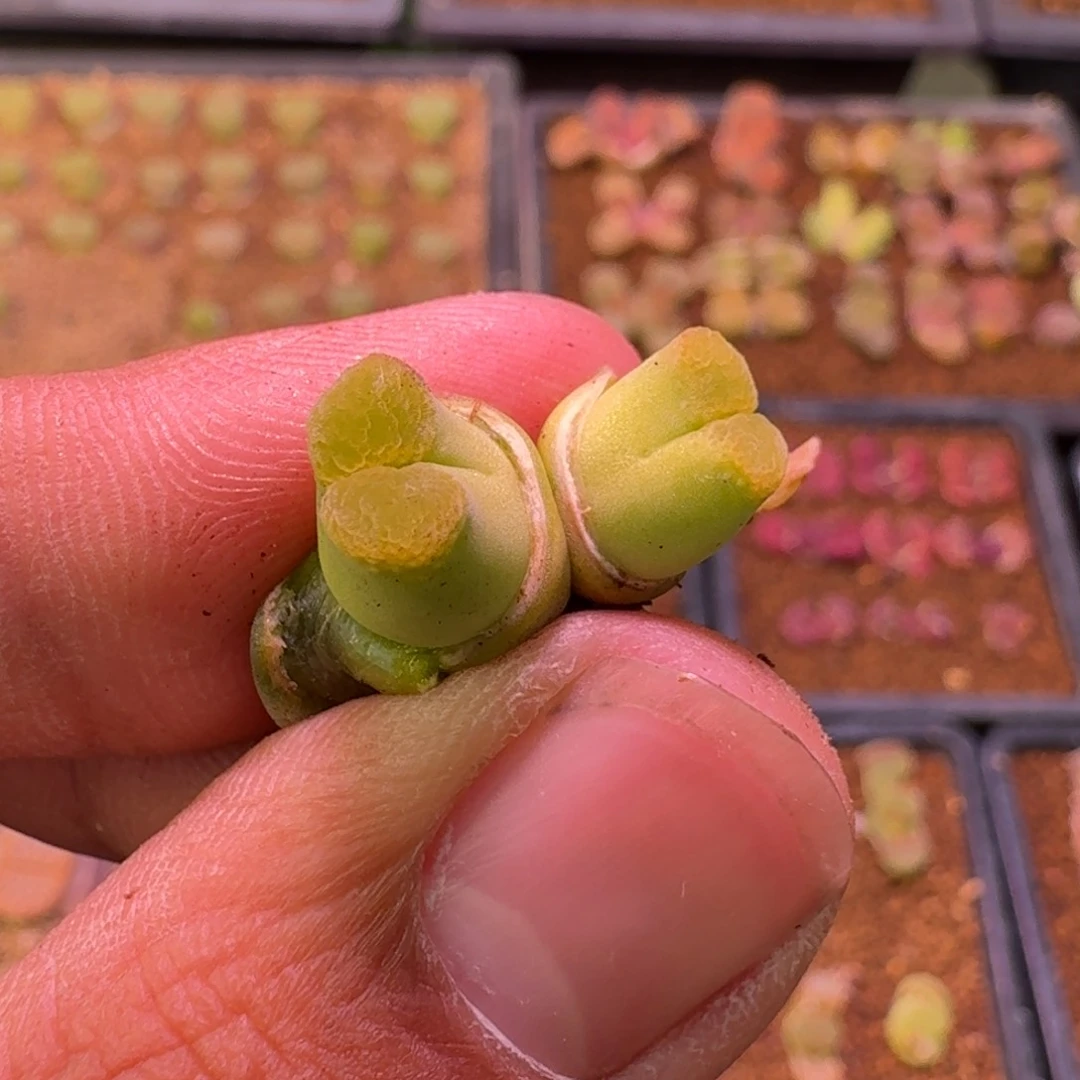 云缦精品番杏5.30