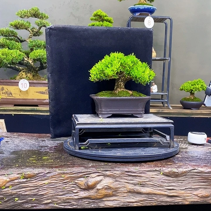 无花朵黄杨盆景四季常青