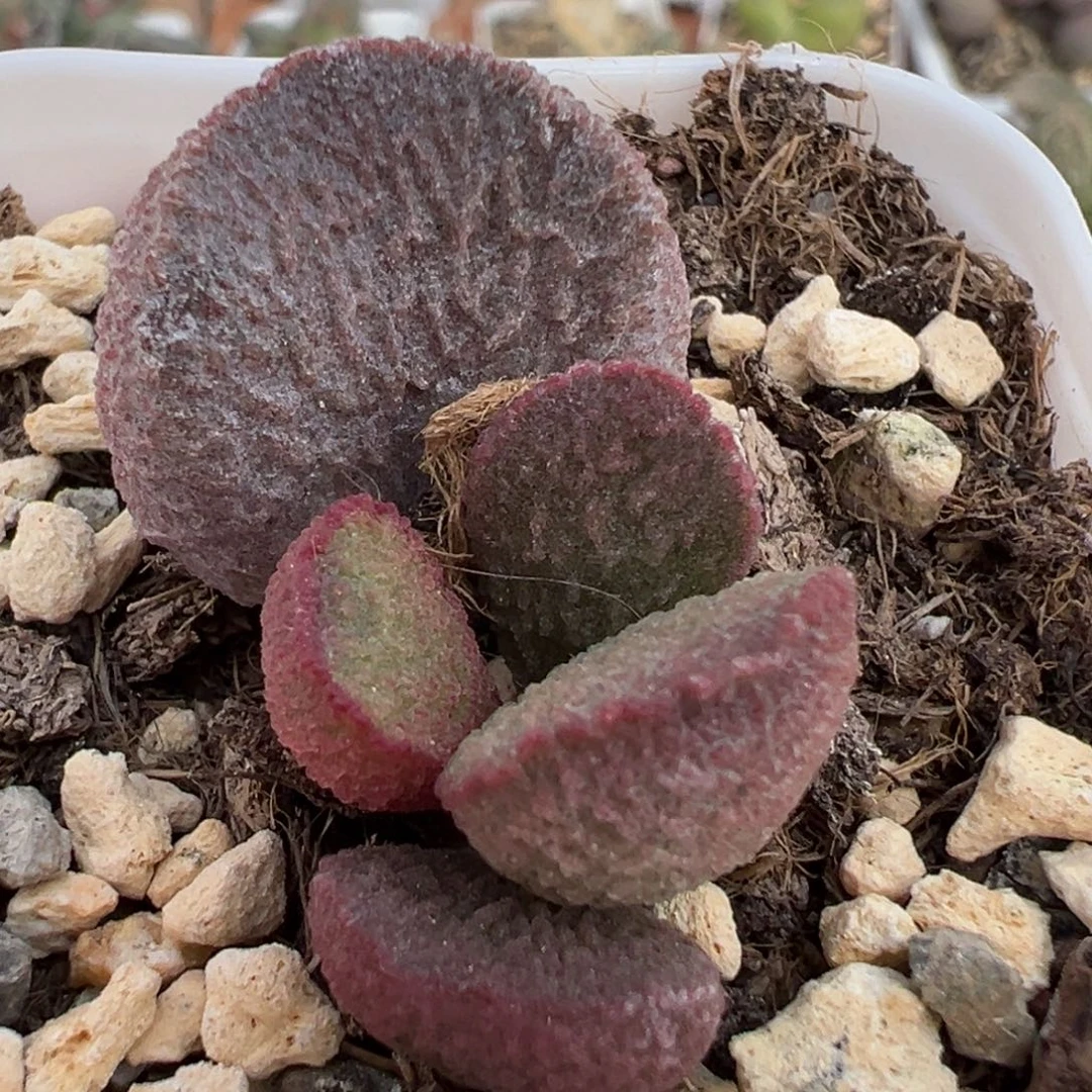 实生新品大苗多肉植物