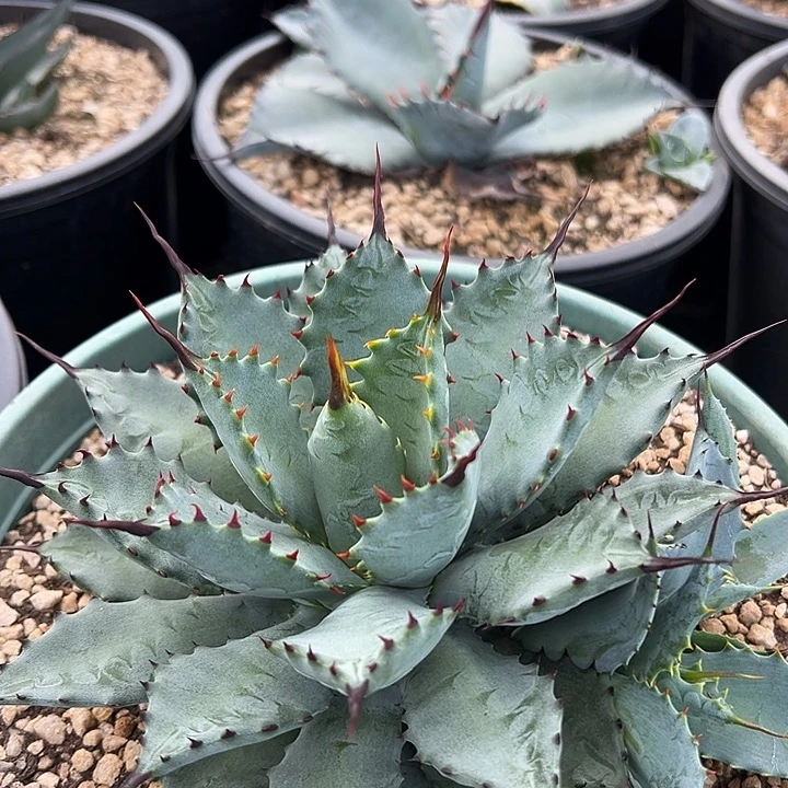 水***色龙舌兰多肉植物多肉