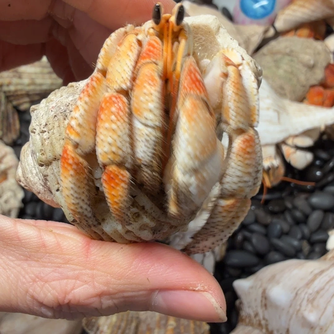 小奶橘毛里求斯寄居蟹