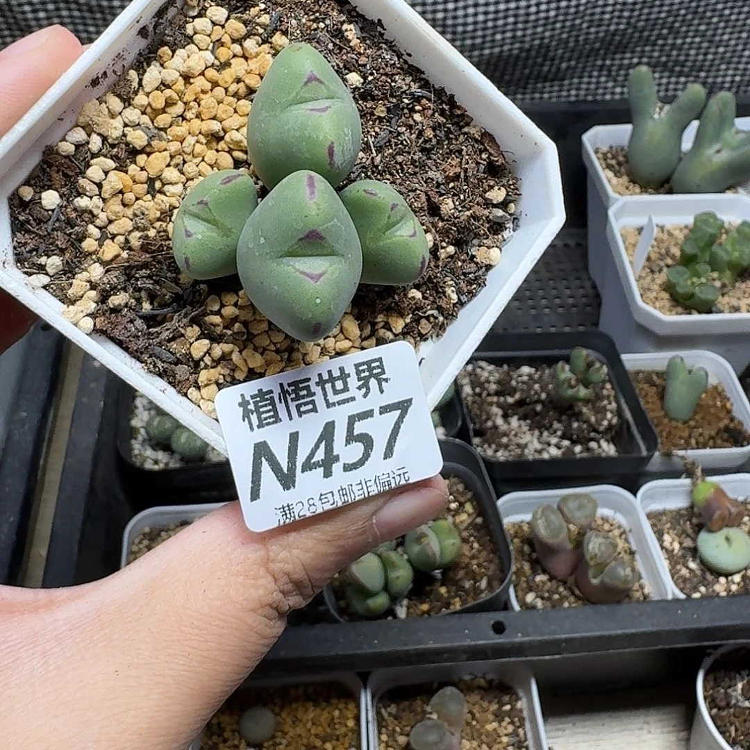 多肉植物的人生fgbb