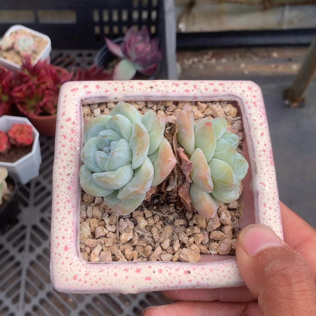 你也不要说对不起哦