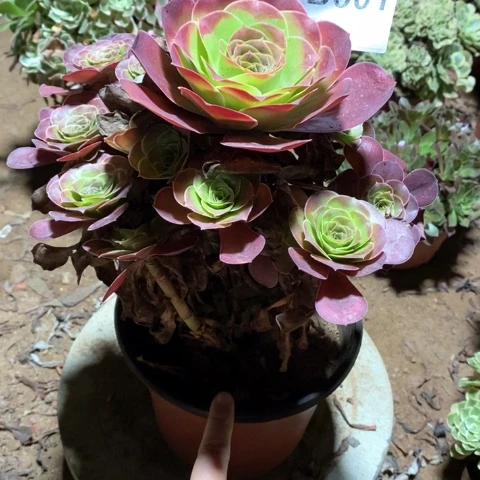 t***l801美金玫瑰多肉植物
