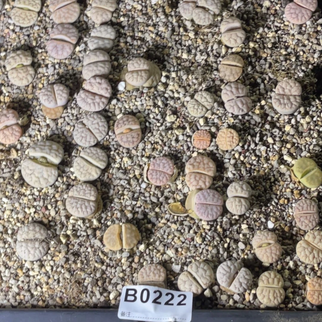 晴***璃0222福利跨1不售后