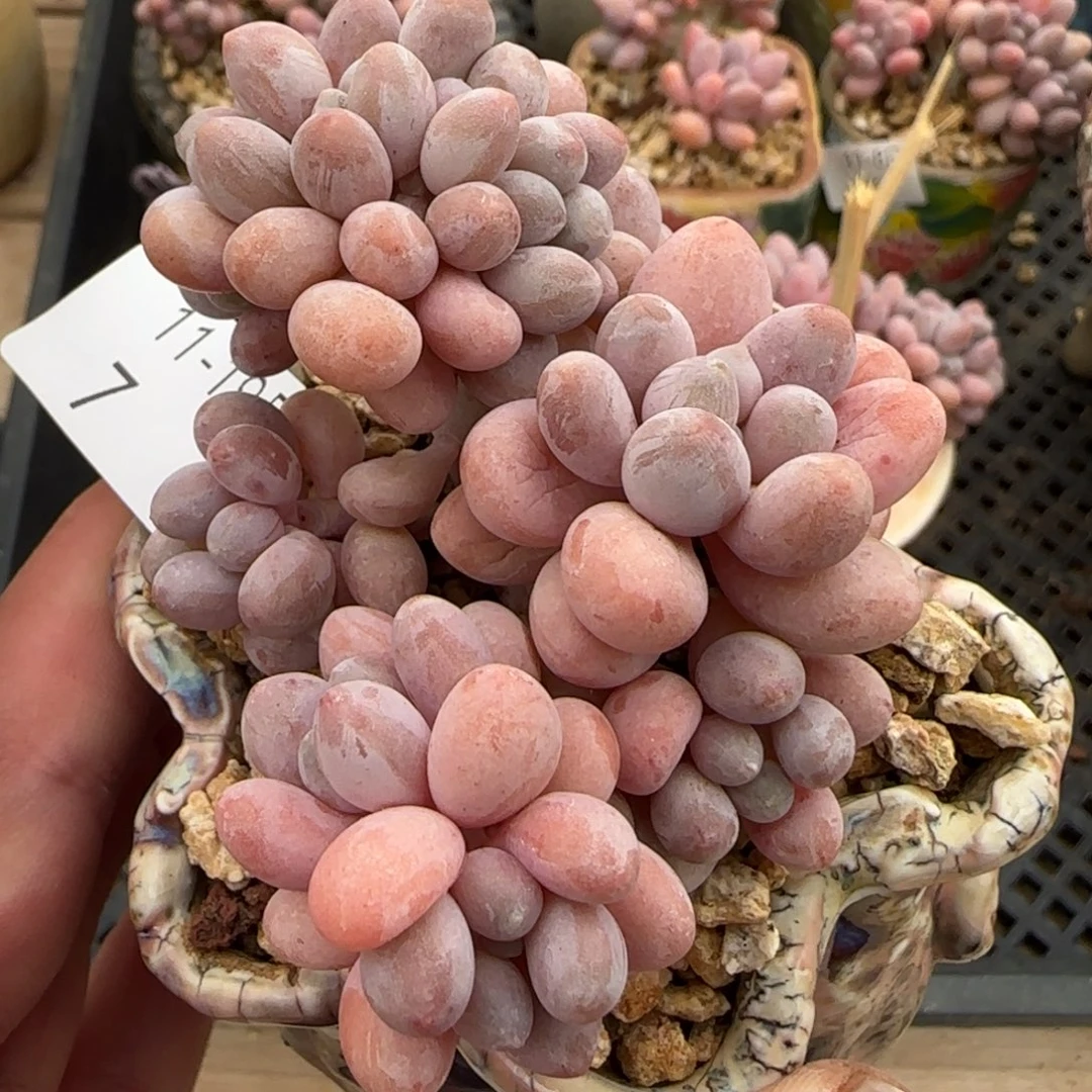 汤圆缀化一颗脱土