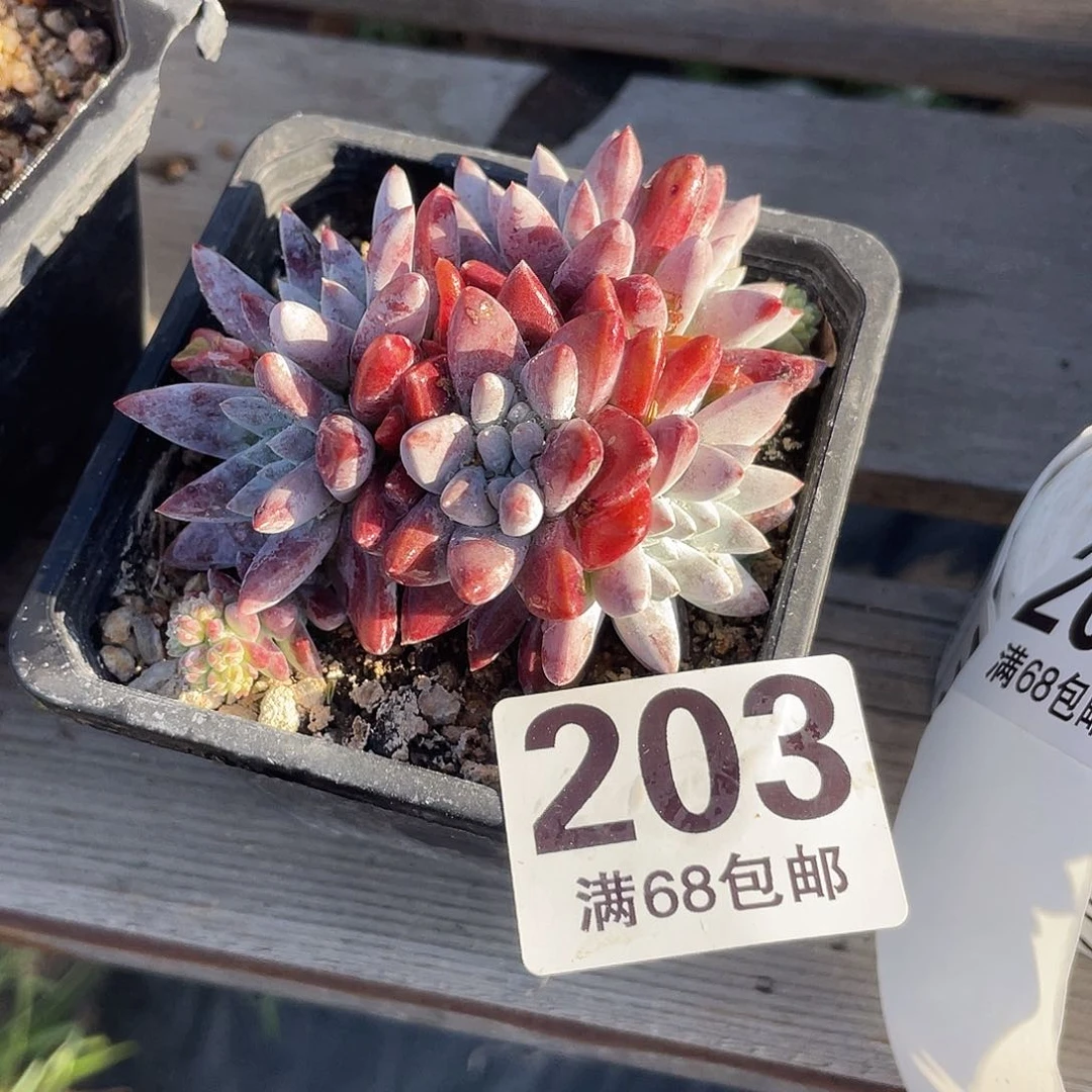 晨溪园艺仙女杯呀