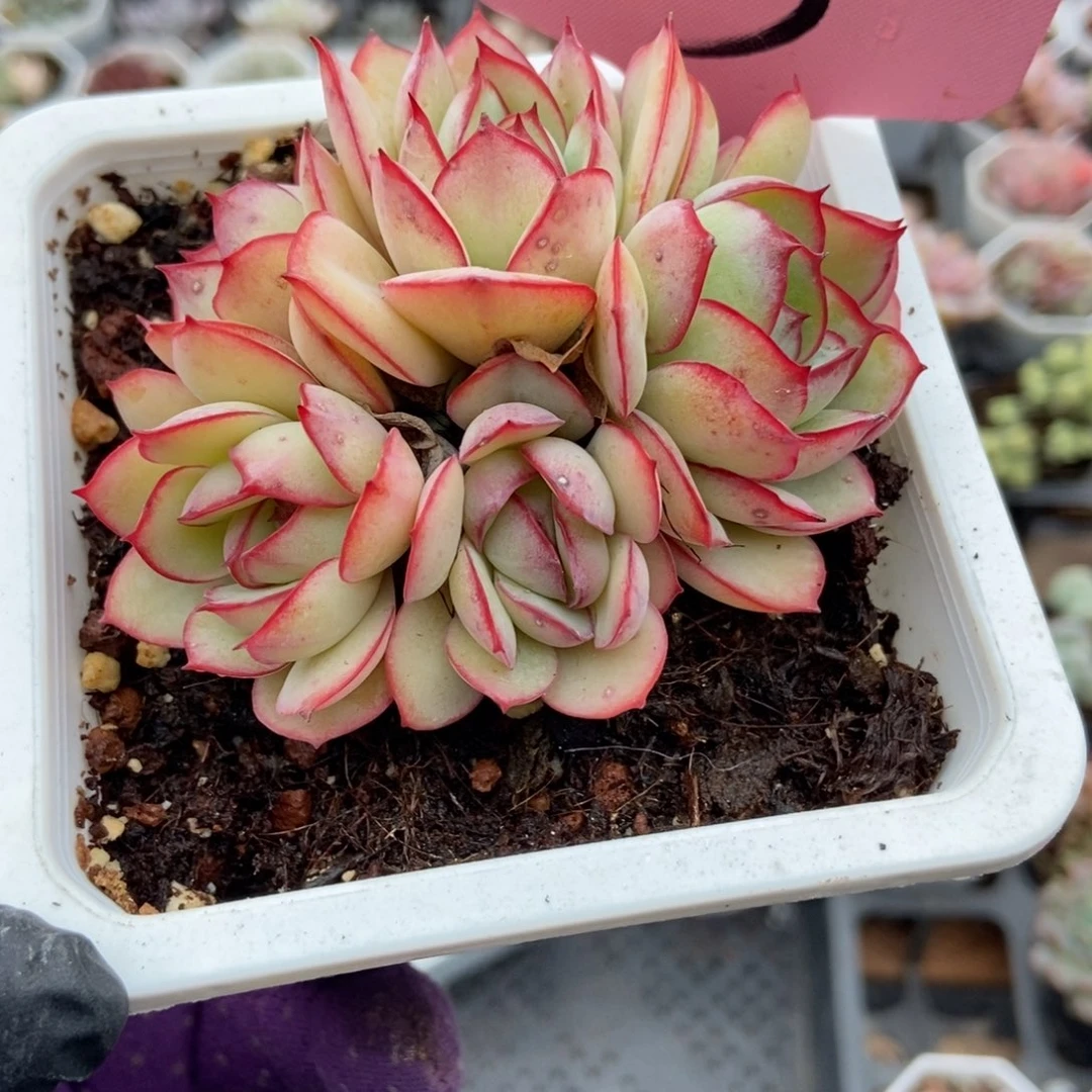 3牡丹亭多肉植物多肉