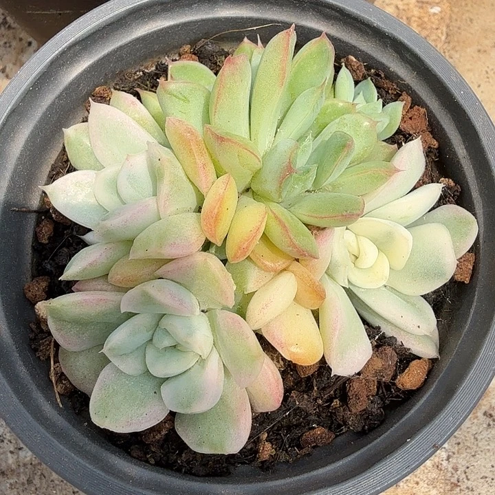 雪鸢锦腹轮锦一颗