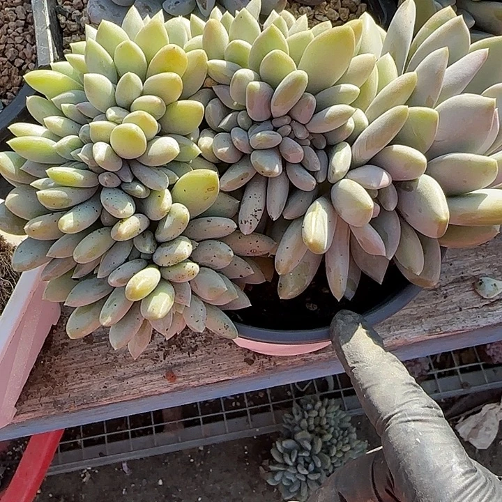 大***店青蛙王子儿童牙膏套装。