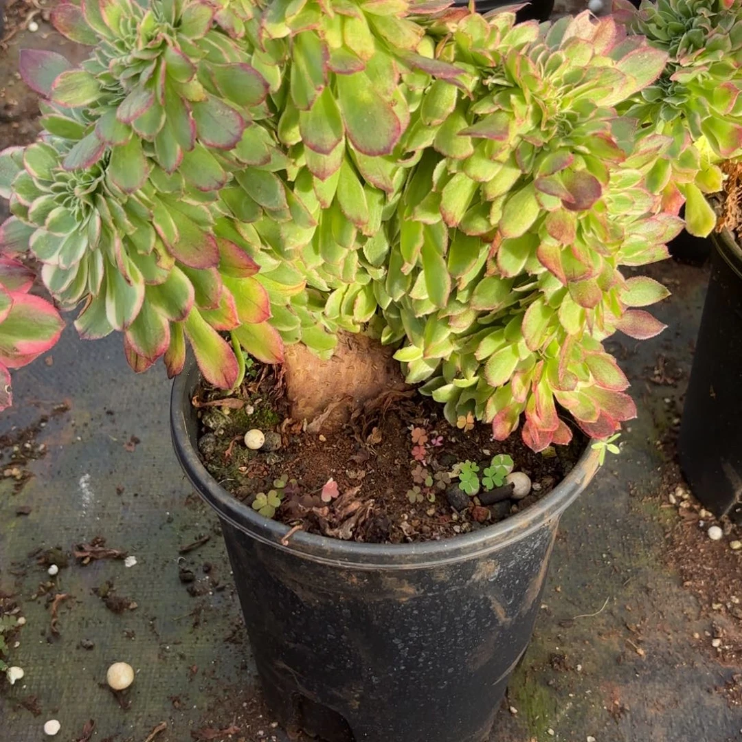 600号海王缀化多肉植物