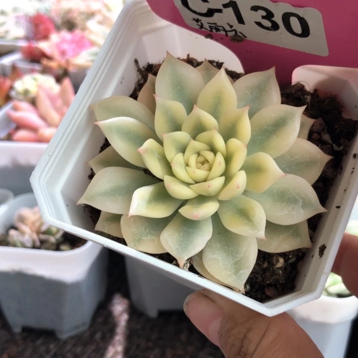 艾丽卡覆轮锦有根