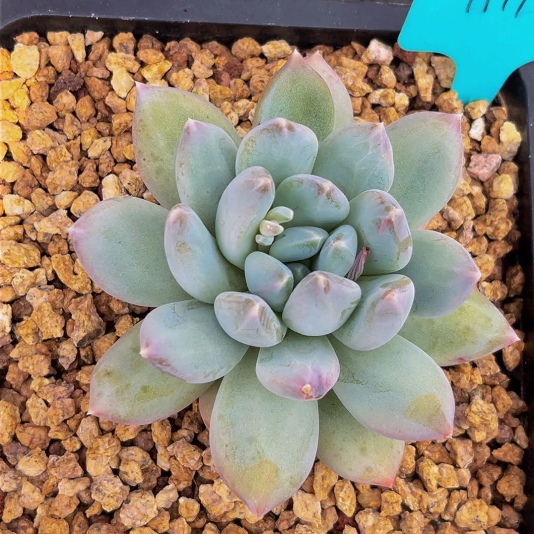 1111上午多肉植物群生