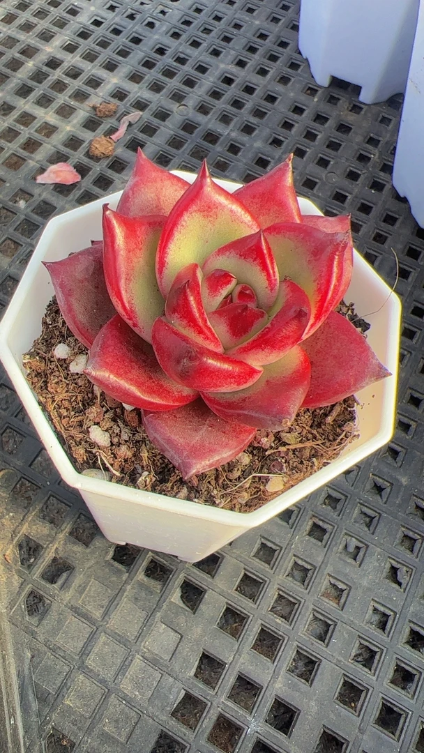 罗宾（满9.9包邮）