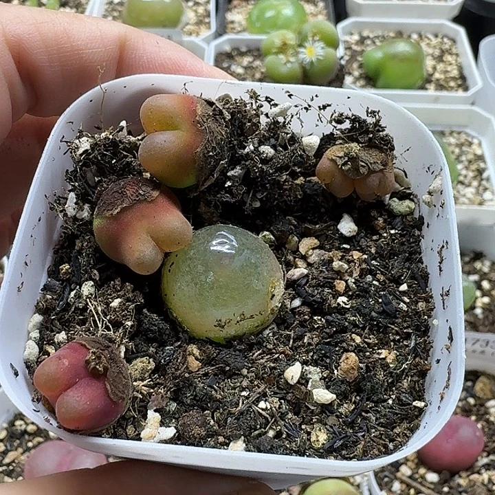 往***烟老马生石花灯1760