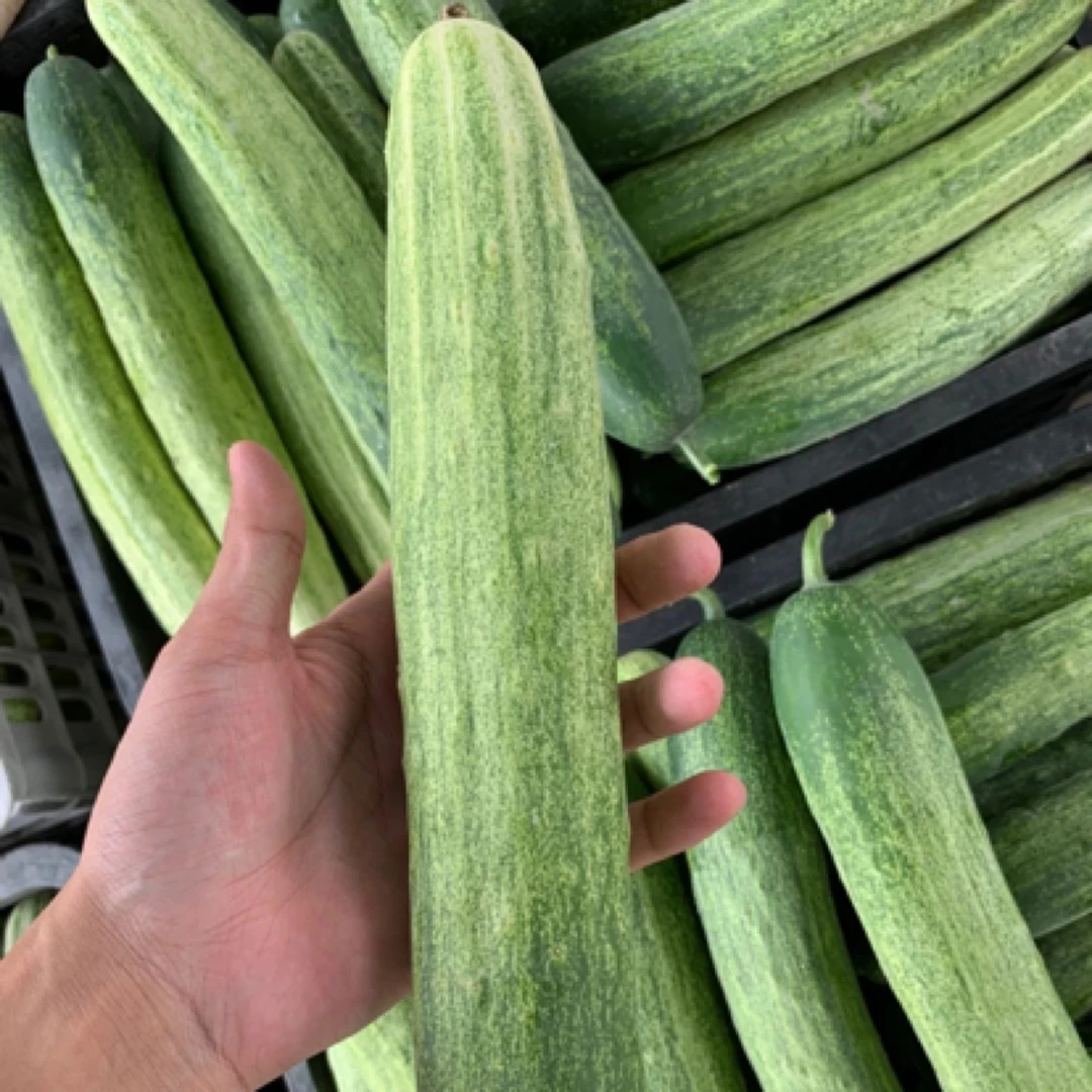 村超榕江本地露天黄瓜